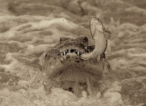 crocodile portrait catfish